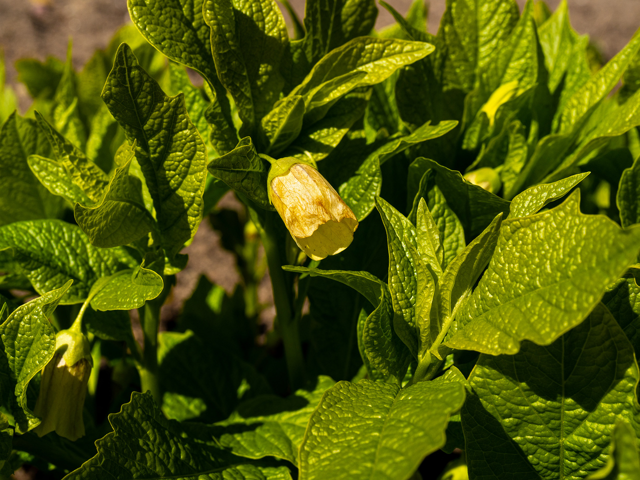 scopolia-carniolica-f-hladnikiana_2025-04-26_1-3
