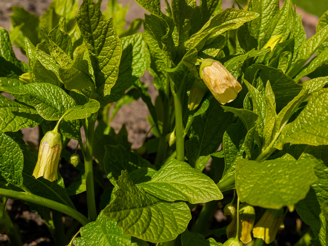 scopolia-carniolica-f-hladnikiana_2025-04-26_1-4