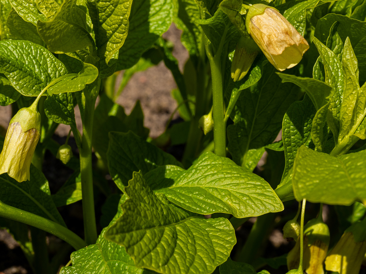 scopolia-carniolica-f-hladnikiana_2025-04-26_1-5