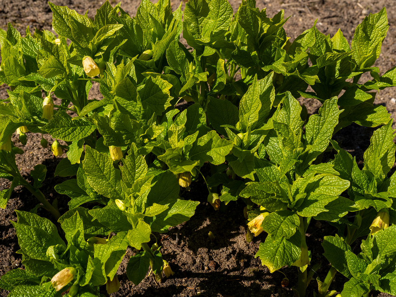 scopolia-carniolica-f-hladnikiana_2025-04-26_1-6