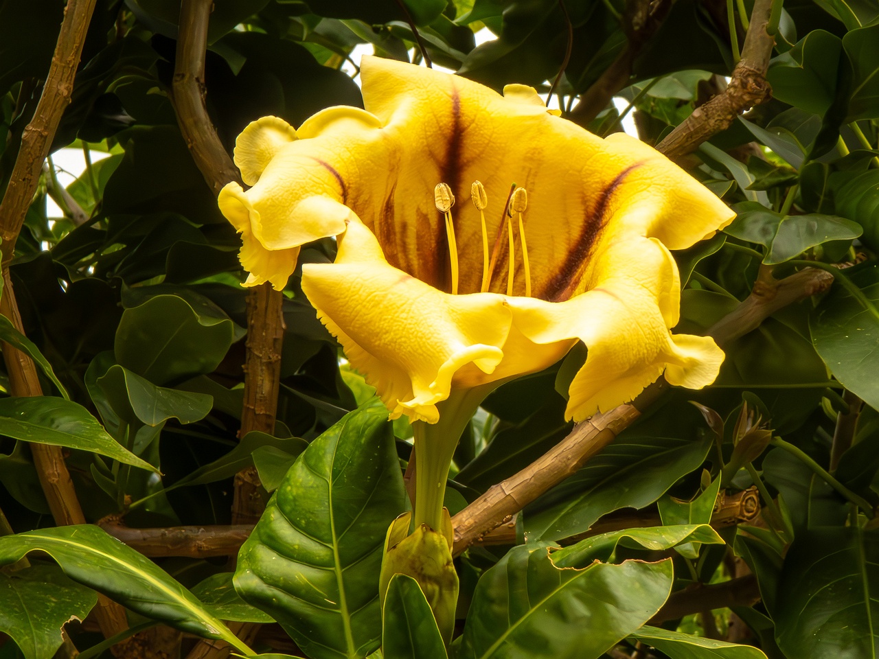 Solandra maxima _2025-05-16_1-1