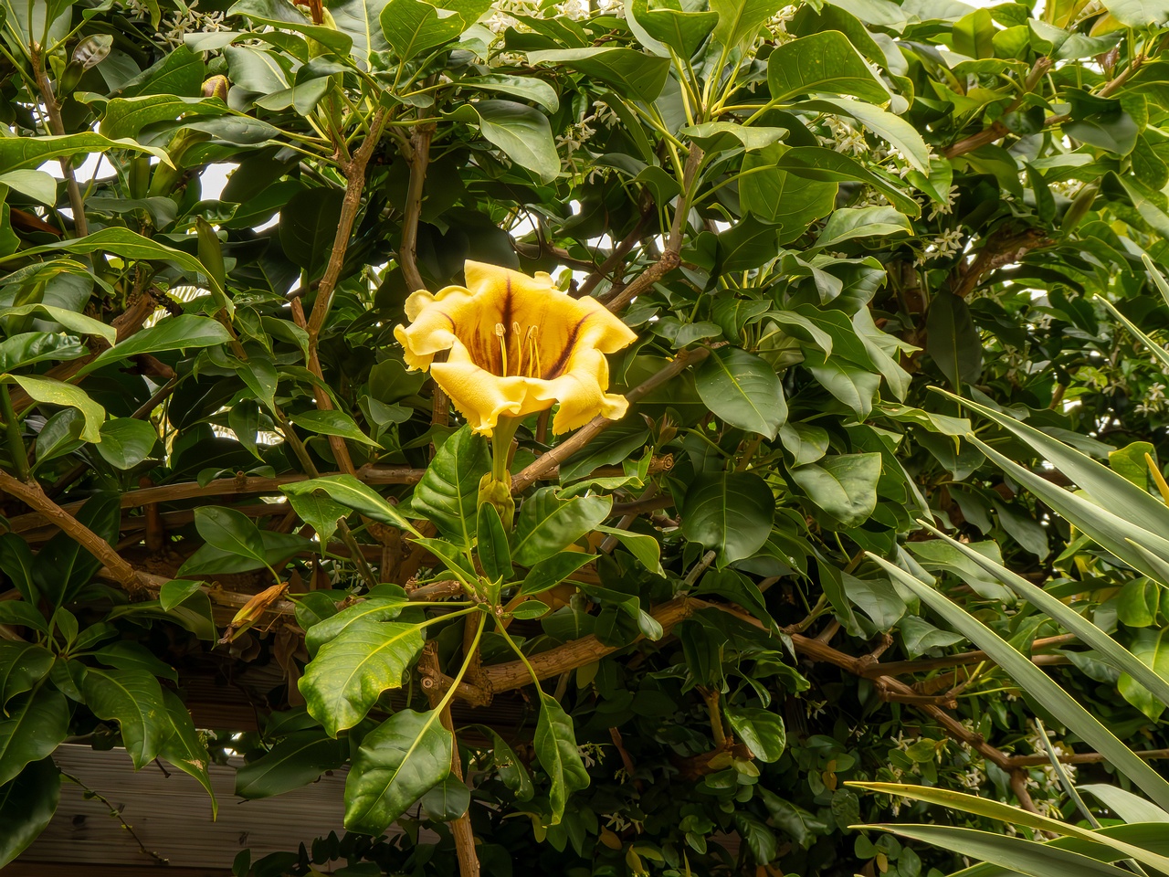 Solandra maxima _2025-05-16_1-2