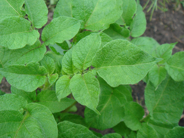 Паслён клубненосный - Solanum tuberosum