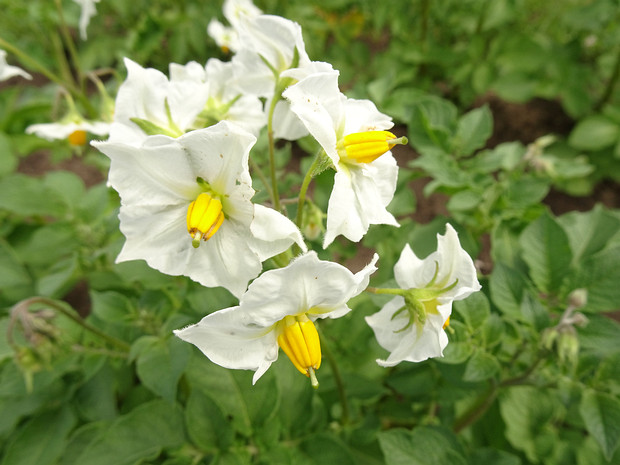 Паслён клубненосный белая форма - Solanum tuberosum f. alba