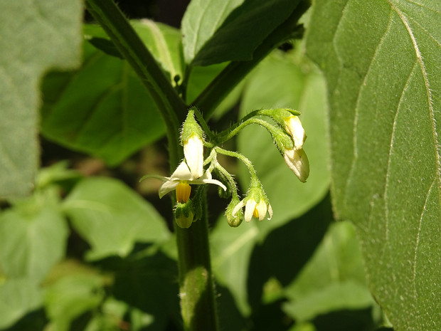 Паслён ретрофлексный - Solanum retroflexum