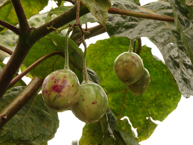 Паслён свекольный - Solanum betaceum