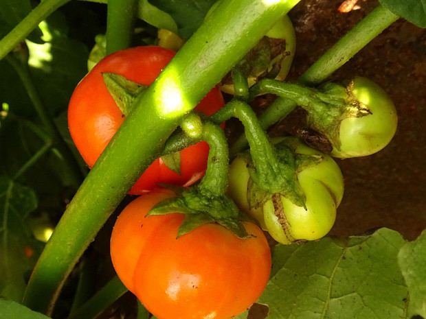 Паслён упоро - Solanum uporo