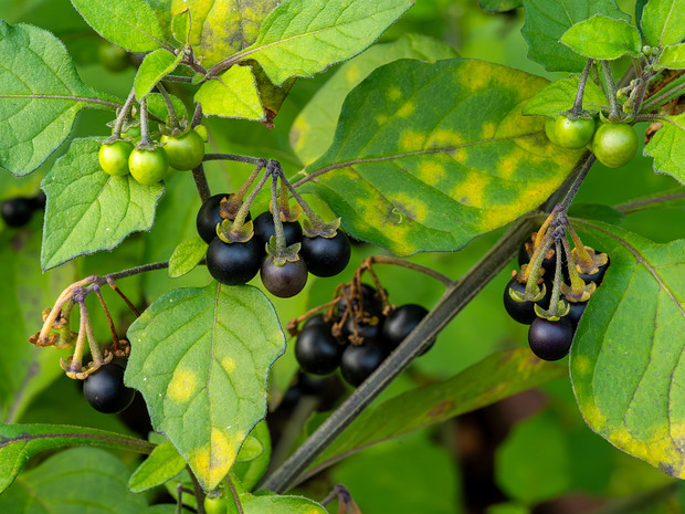 Паслен черновишенный - Solanum melanocerasum