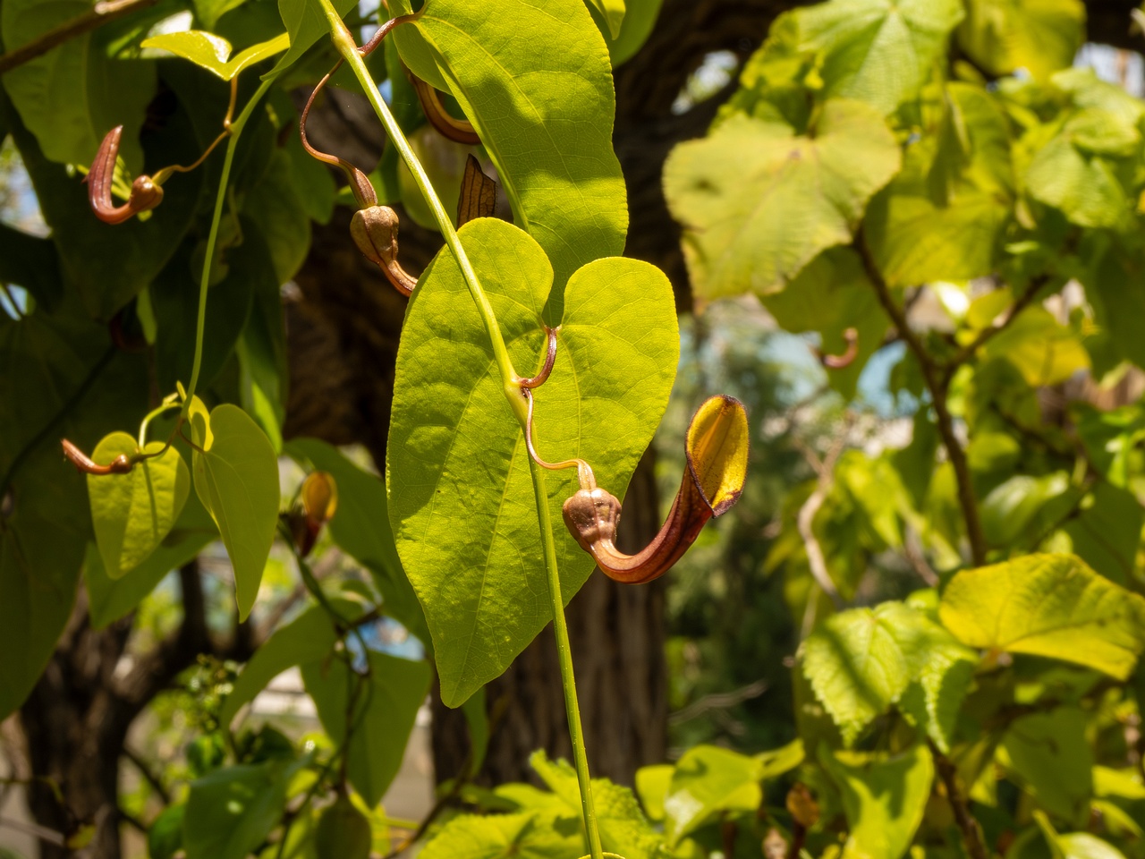 !Aristolochia altissima _2025-05-13_1-1