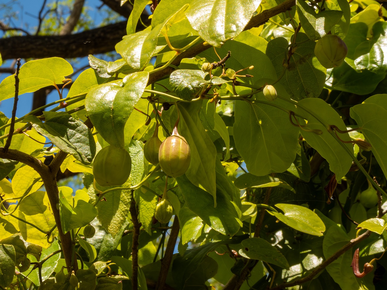Aristolochia altissima _2025-05-13_1-2