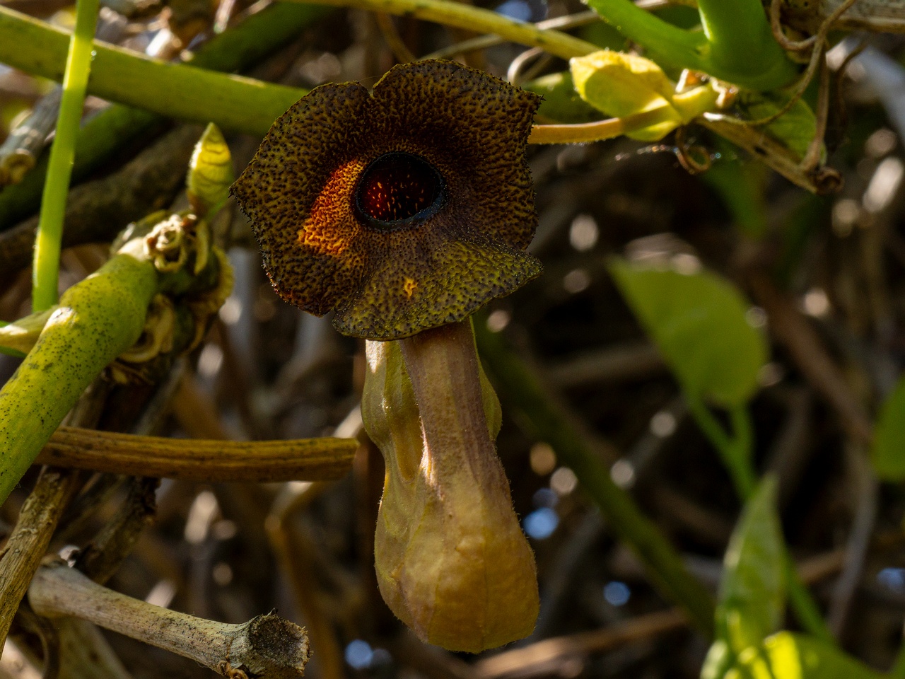 !Aristolochia macrophylla _2025-06-01_1-19