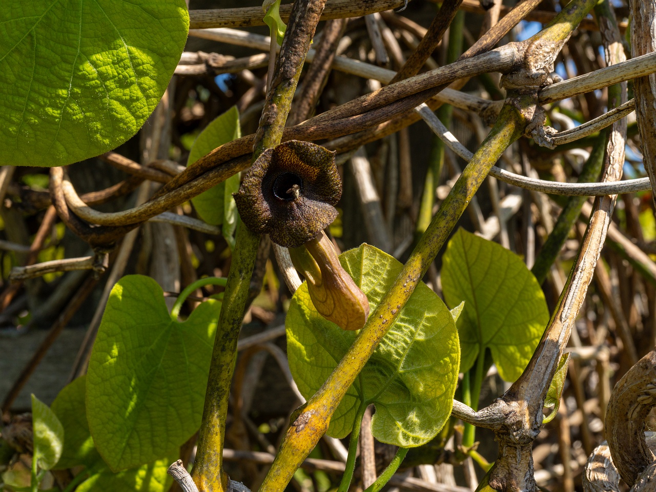 Aristolochia macrophylla _2025-06-01_1-1