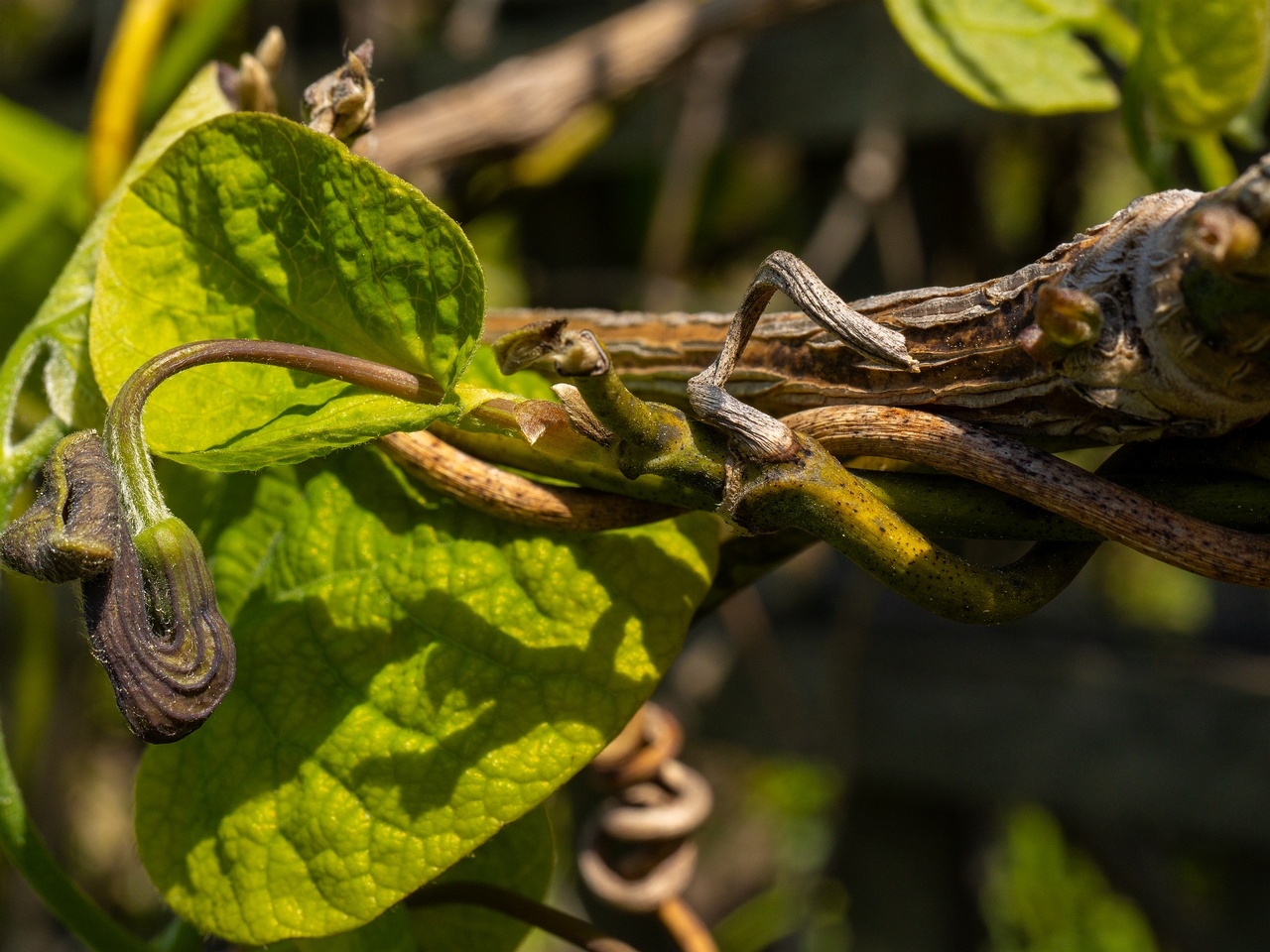 Aristolochia macrophylla _2025-06-01_1-10
