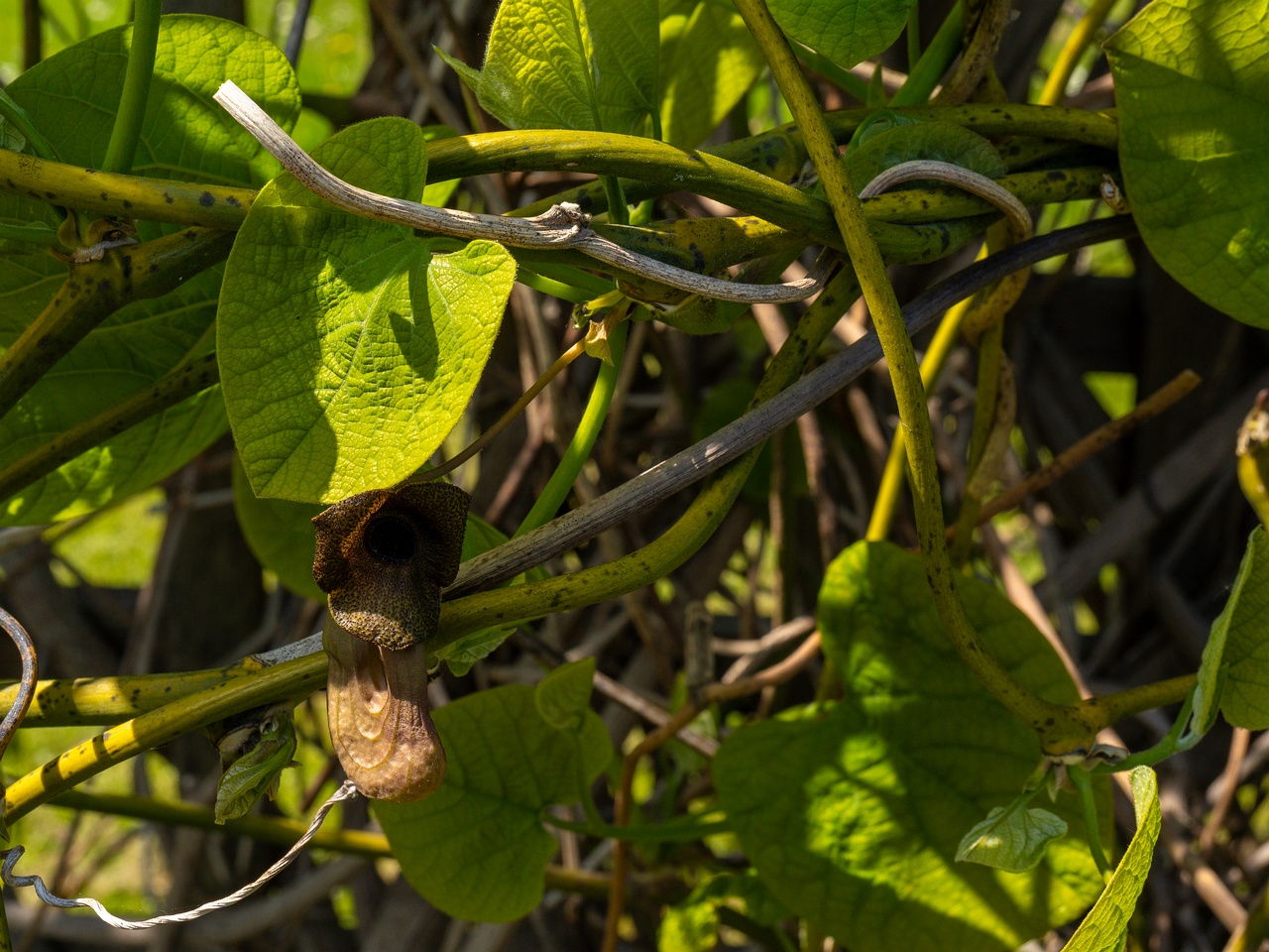 Aristolochia macrophylla _2025-06-01_1-12