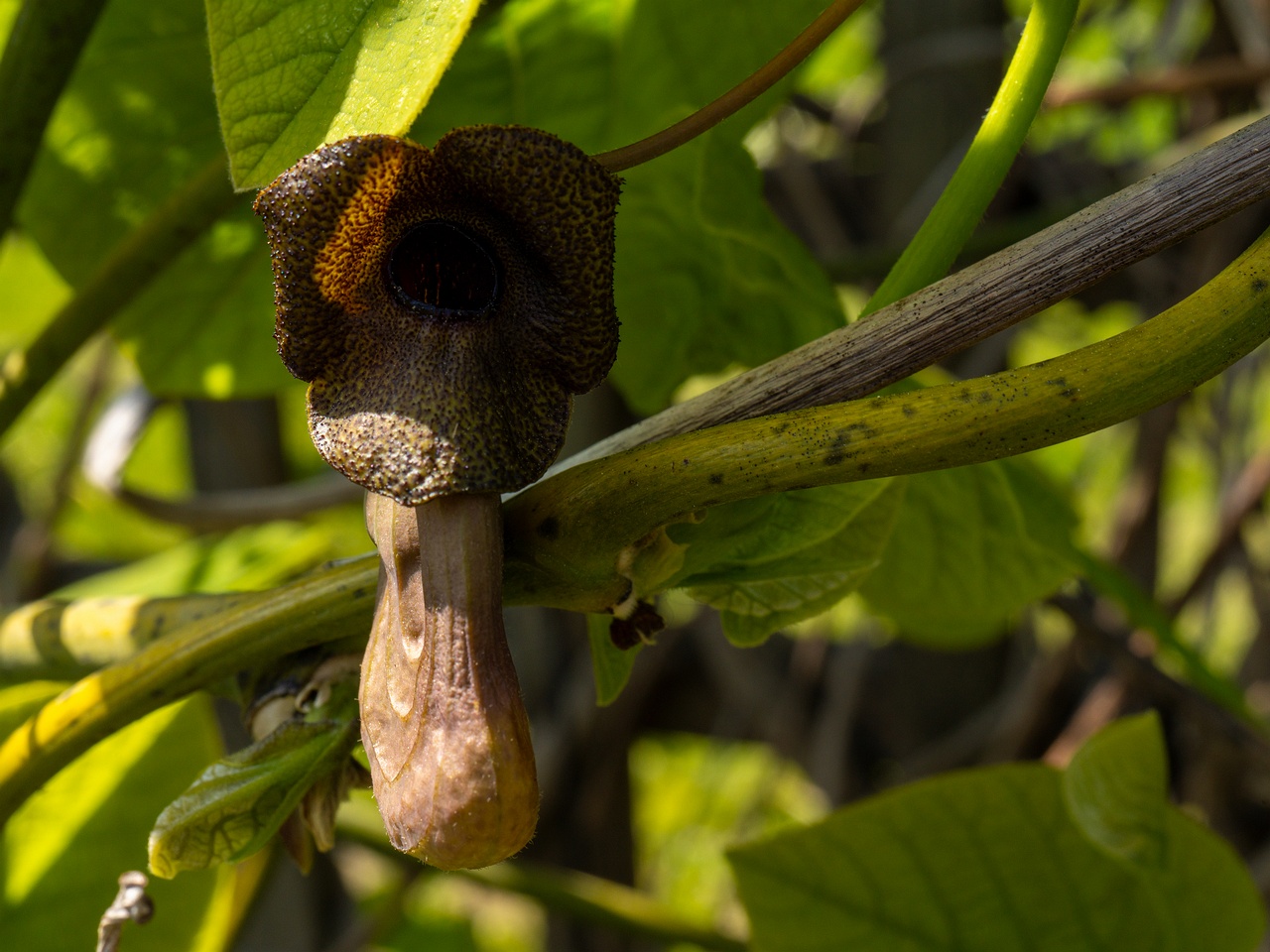 Aristolochia macrophylla _2025-06-01_1-13