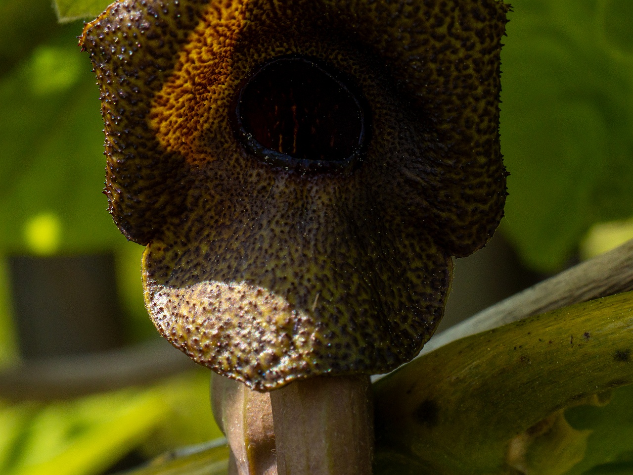 Aristolochia macrophylla _2025-06-01_1-14