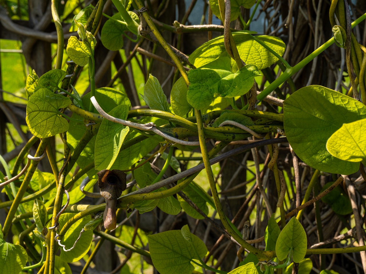 Aristolochia macrophylla _2025-06-01_1-15