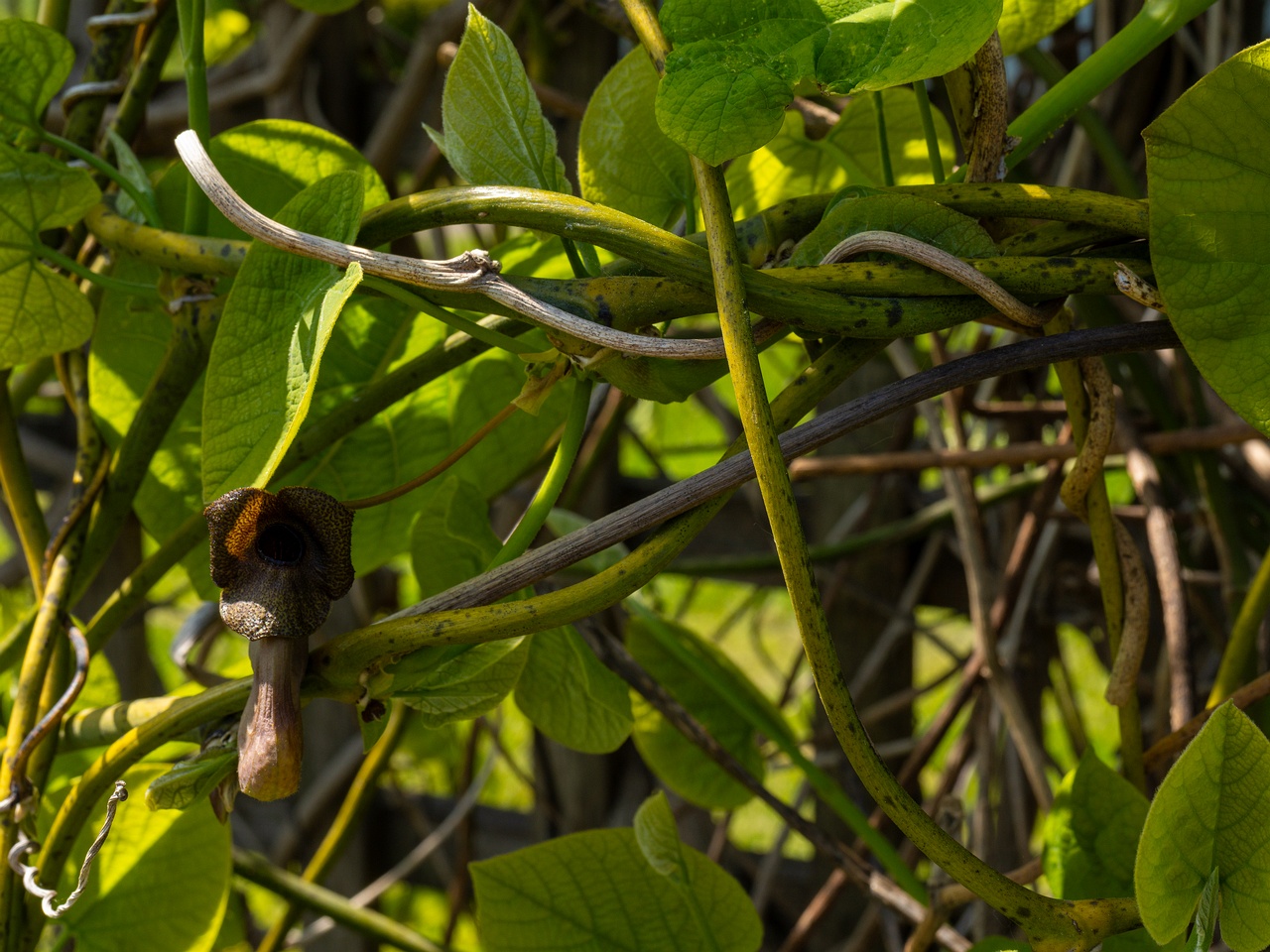Aristolochia macrophylla _2025-06-01_1-16
