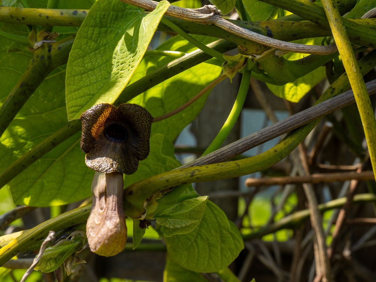 Aristolochia macrophylla _2025-06-01_1-17