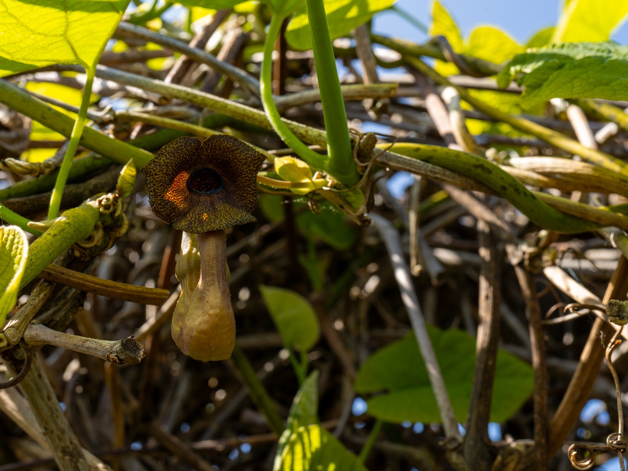 Aristolochia macrophylla _2025-06-01_1-18