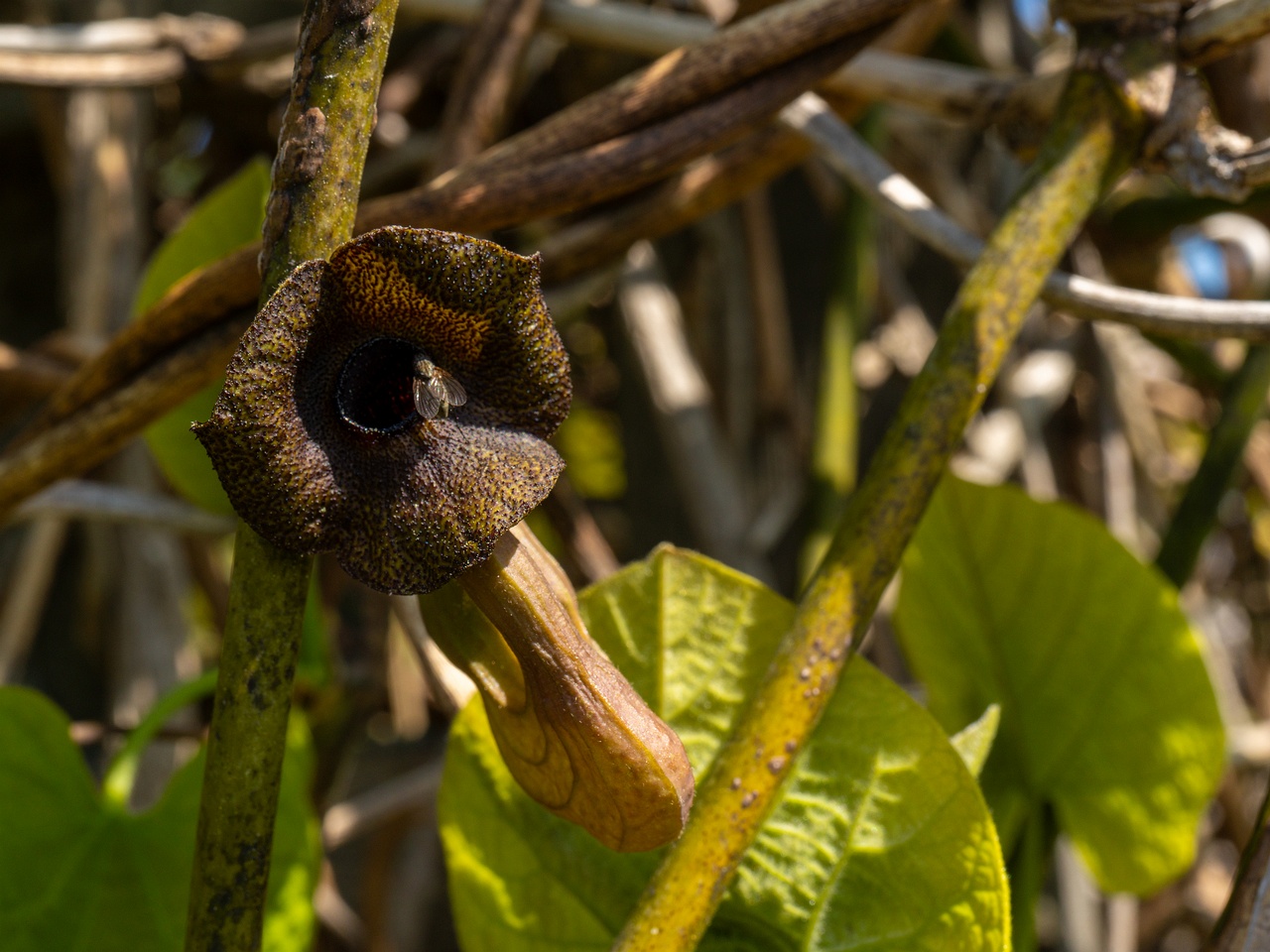 Aristolochia macrophylla _2025-06-01_1-2