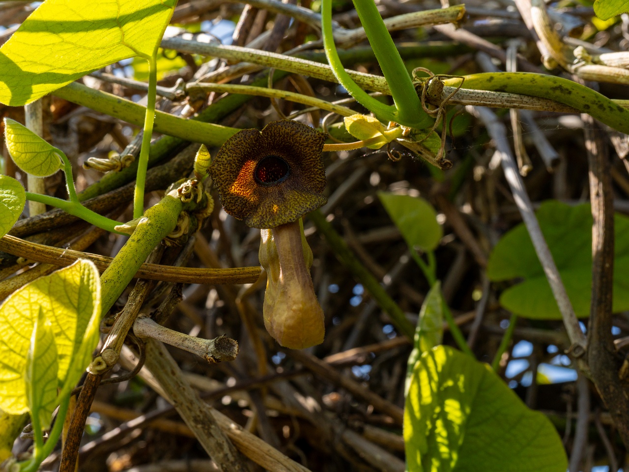 Aristolochia macrophylla _2025-06-01_1-20