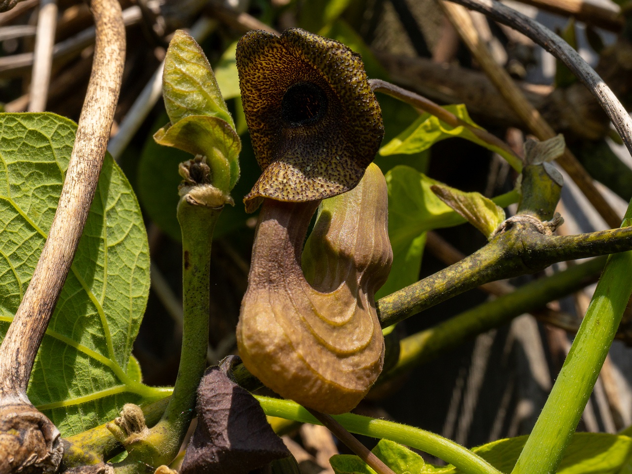 Aristolochia macrophylla _2025-06-01_1-21