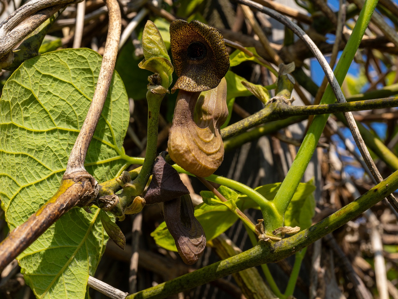 Aristolochia macrophylla _2025-06-01_1-22