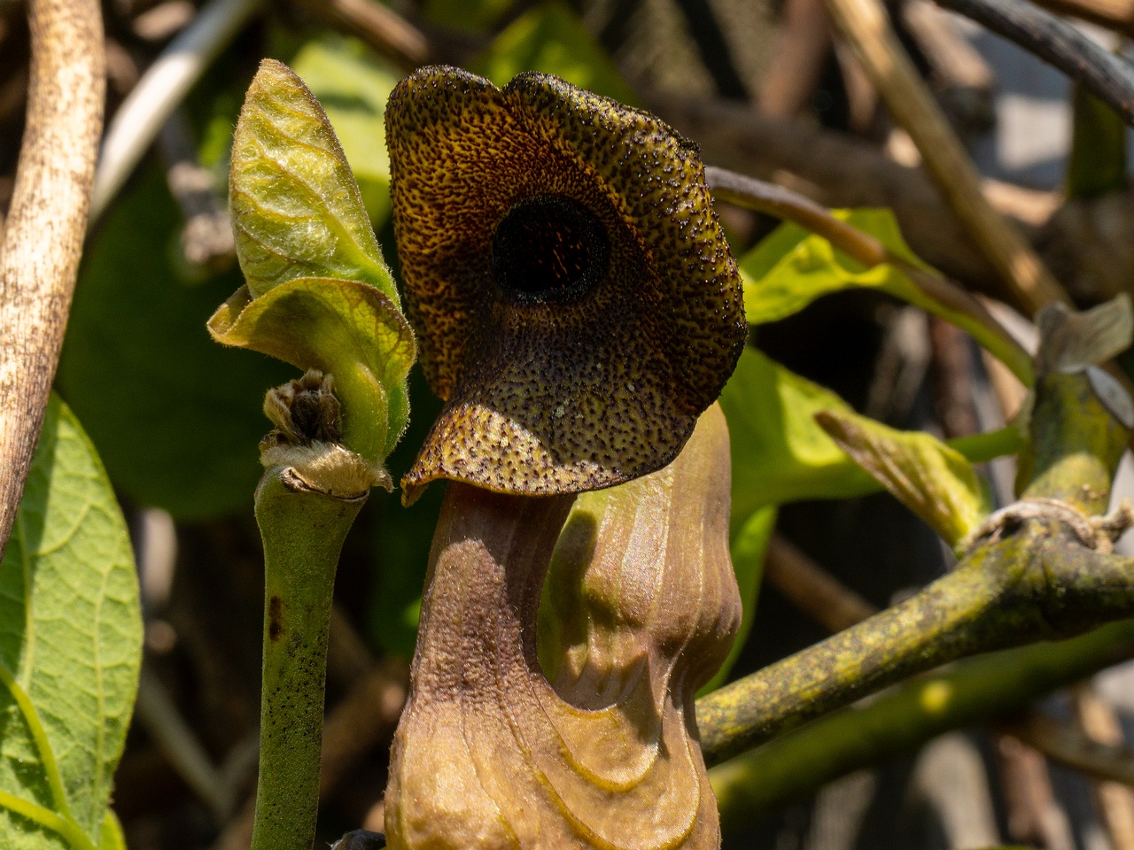 Aristolochia macrophylla _2025-06-01_1-23
