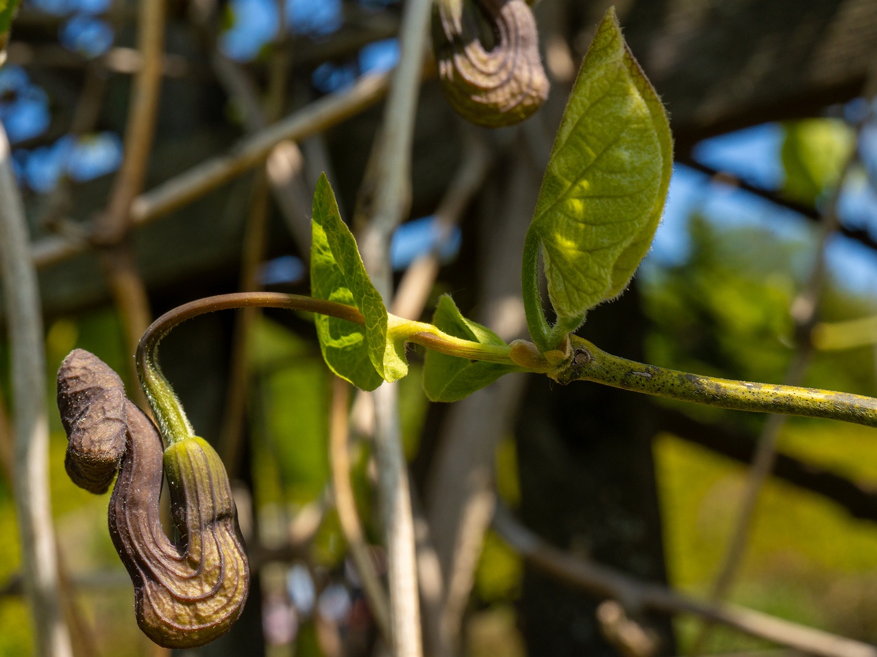 Aristolochia macrophylla _2025-06-01_1-3