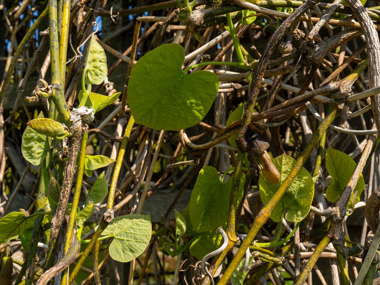 Aristolochia macrophylla _2025-06-01_1-4