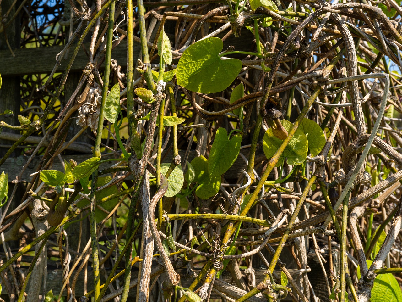 Aristolochia macrophylla _2025-06-01_1-5