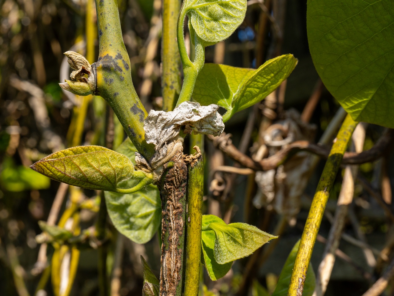 Aristolochia macrophylla _2025-06-01_1-6