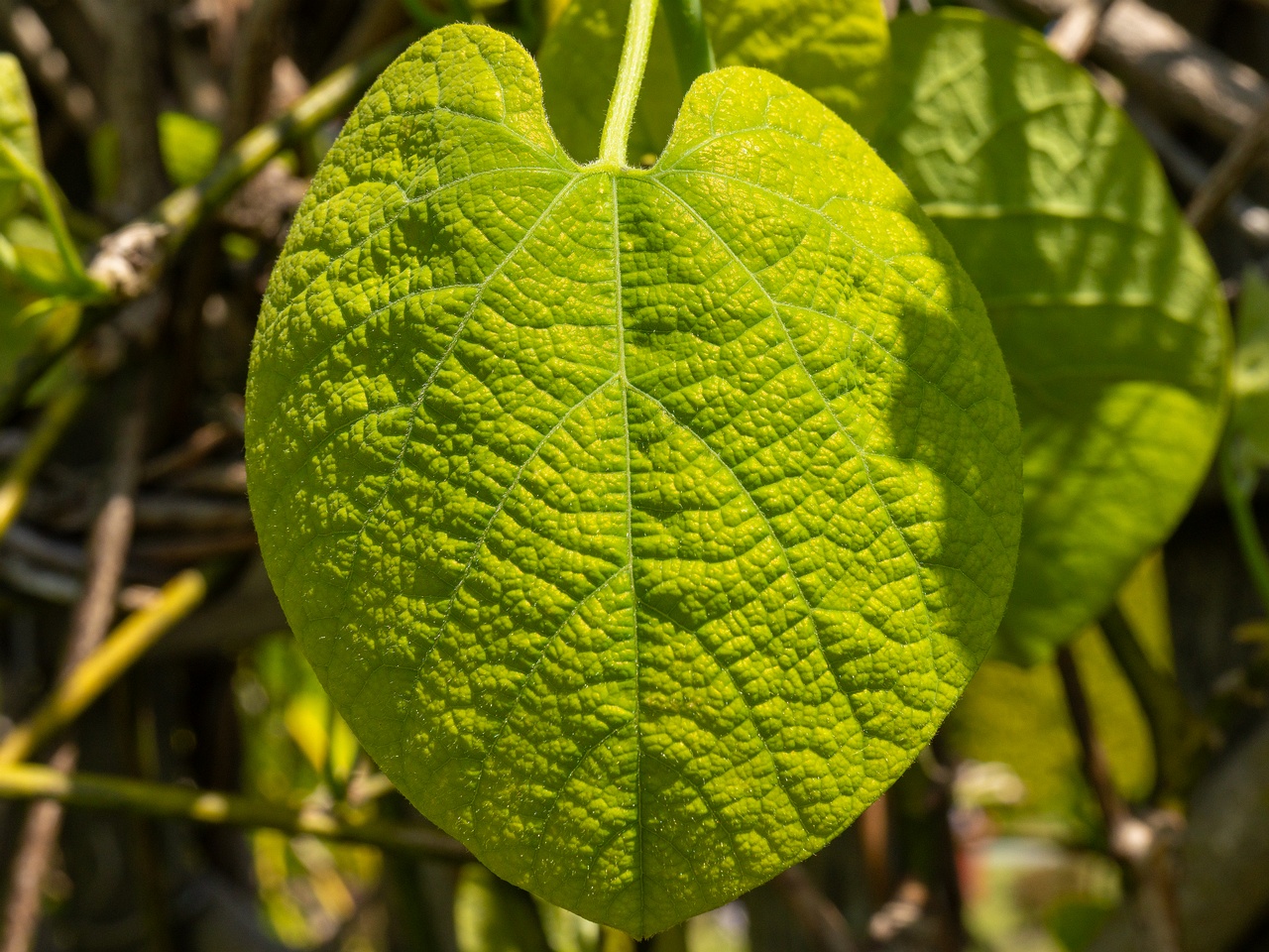 Aristolochia macrophylla _2025-06-01_1-7