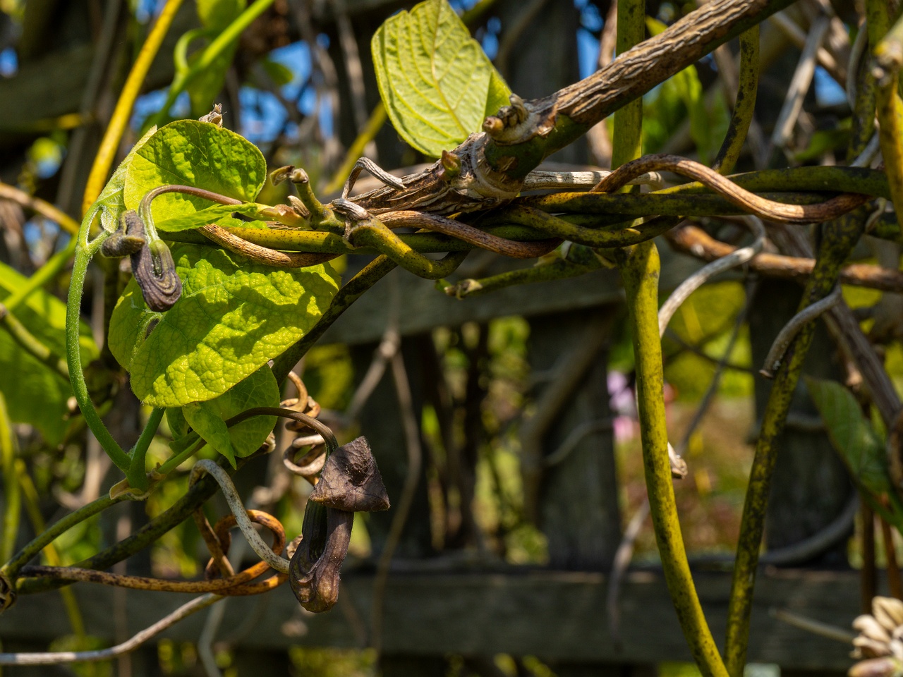 Aristolochia macrophylla _2025-06-01_1-8
