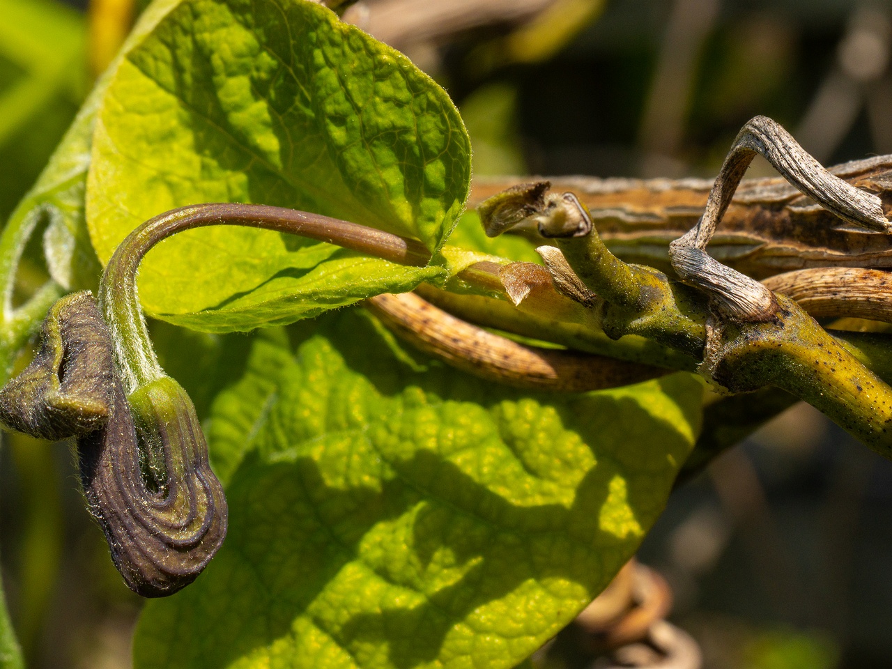 Aristolochia macrophylla _2025-06-01_1-9