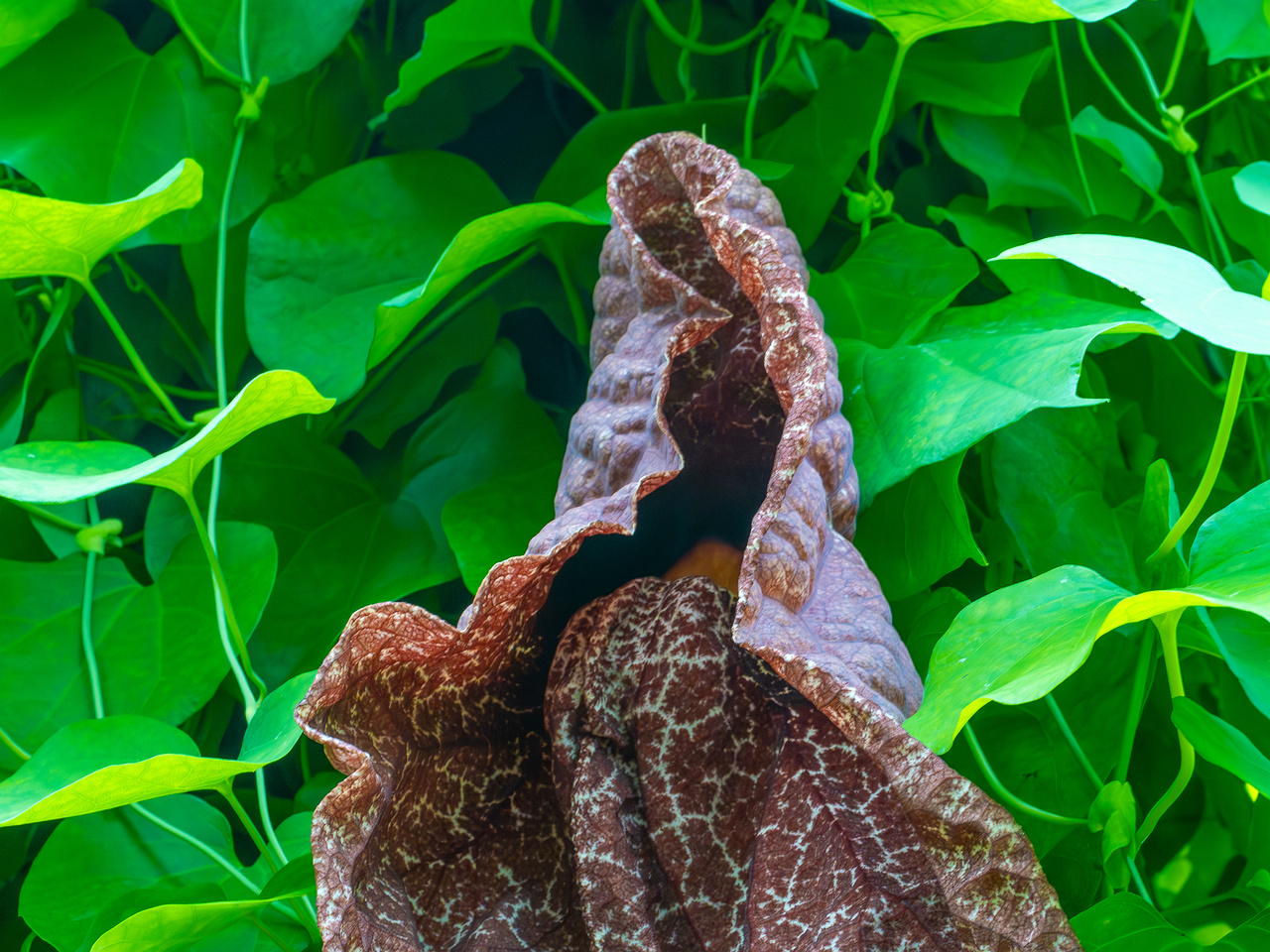 tallinn_botanical_garden_palm_house_tropics-10