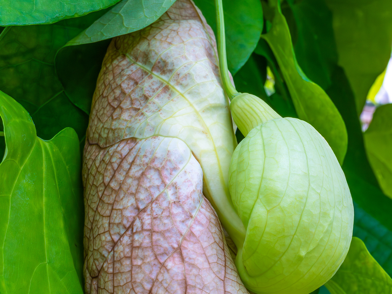 tallinn_botanical_garden_palm_house_tropics-9