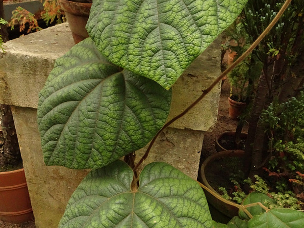 Кирказон гуансийский - Aristolochia kwangsiensis