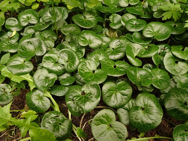 Копытень европейский - Asarum europaeum