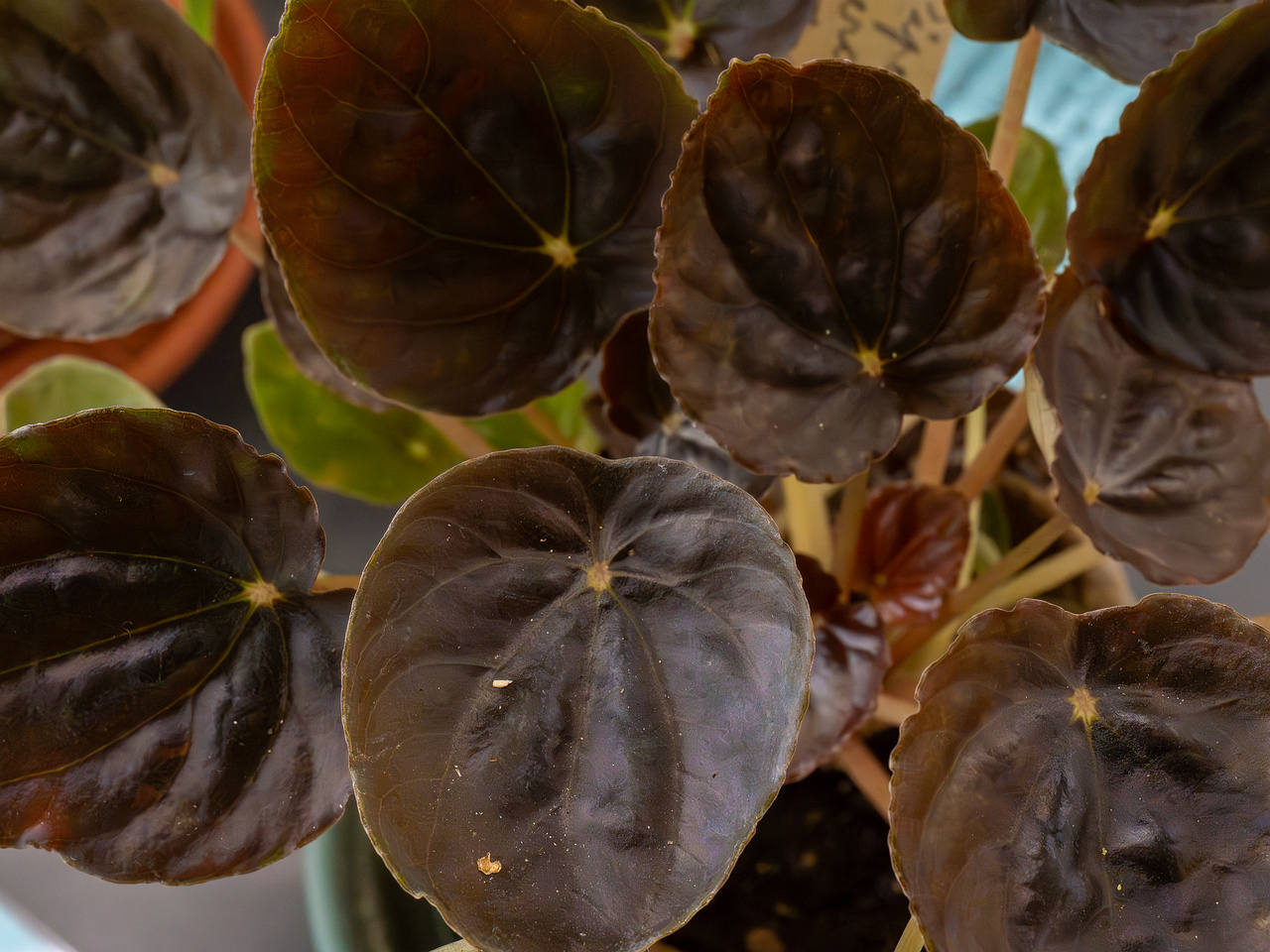!Peperomia griseoargentea _2025-04-12_1-2