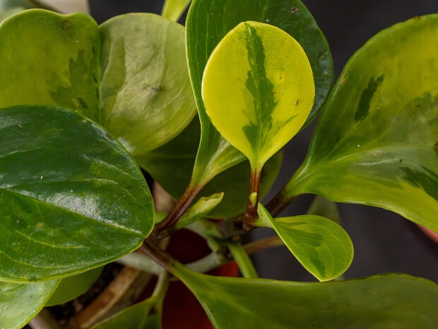 Пеперомия туполистная 'Пёстрая' - Peperomia obtusifolia 'Variegata'