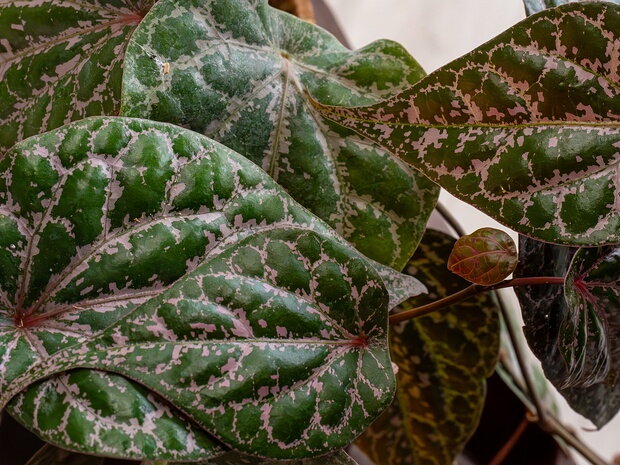 Перец украшенный - Piper ornatum