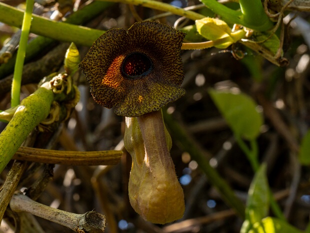 Кирказоновые - Aristolochiaceae The Aristolochiaceae are a family, the birthwort family, of flowering plants with seven genera and about 400 known...