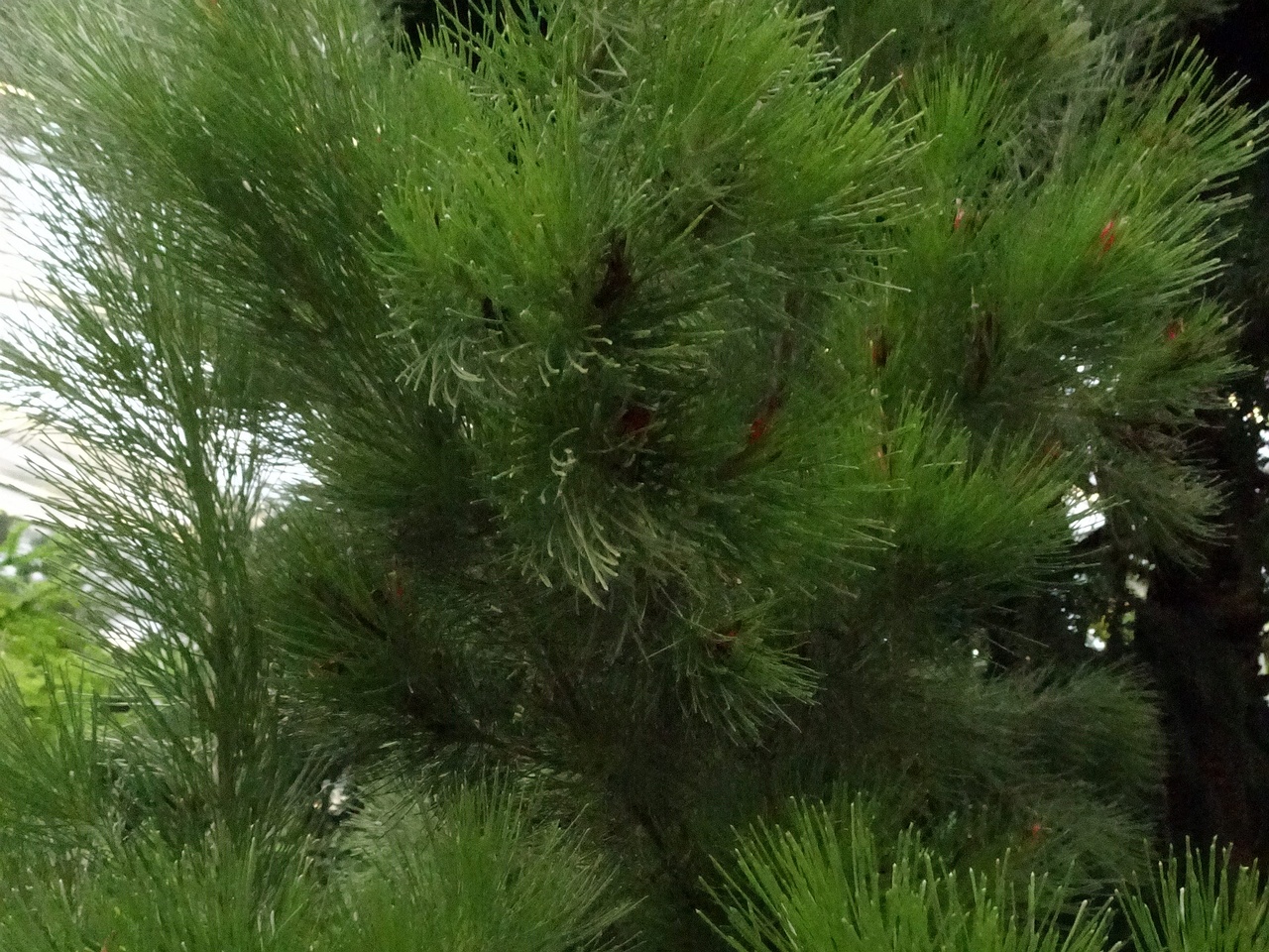 DSC04665