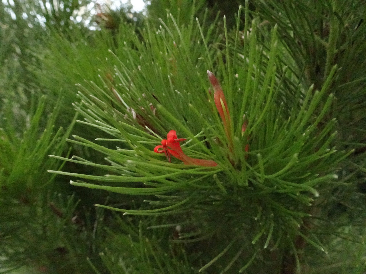 DSC04667