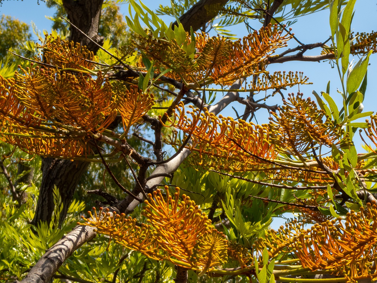 !Grevillea robusta _2025-05-17_1-2