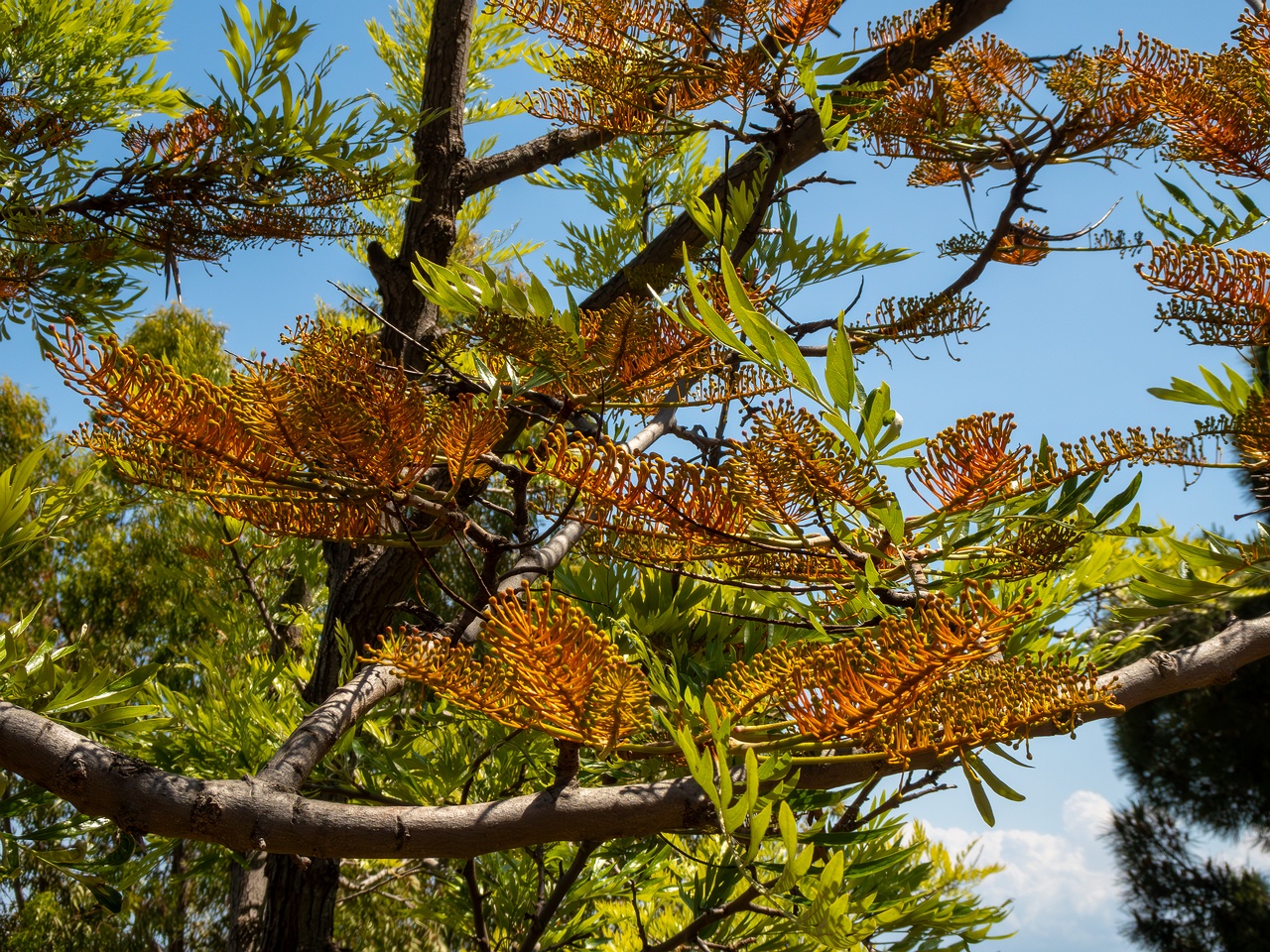 Grevillea robusta _2025-05-17_1-1