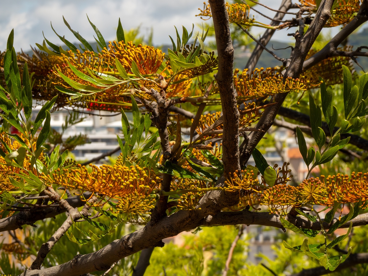 Grevillea robusta _2025-05-17_1-10