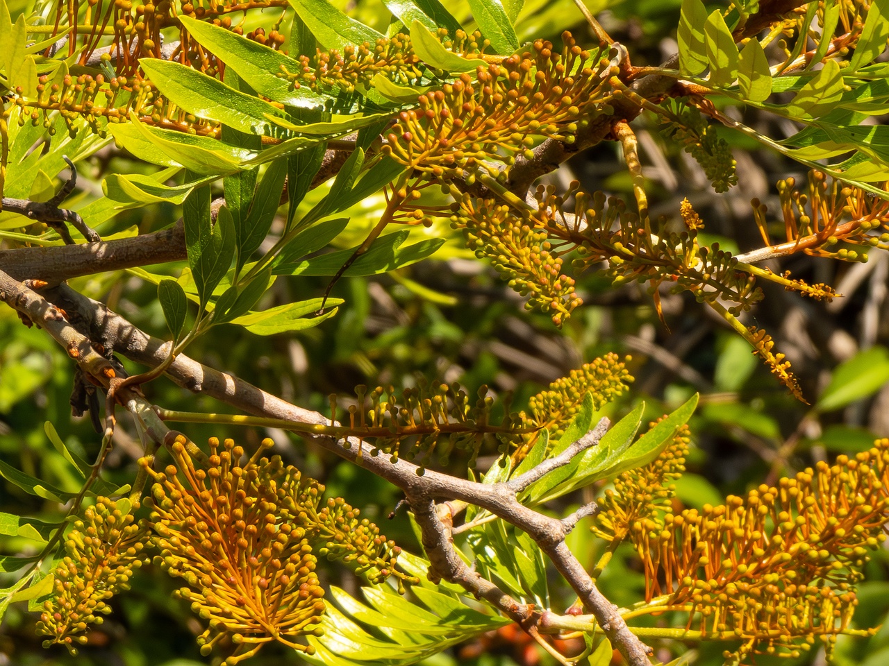 Grevillea robusta _2025-05-17_1-13